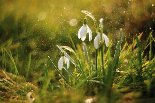 Spring snowdrops — Stock Photo, Image