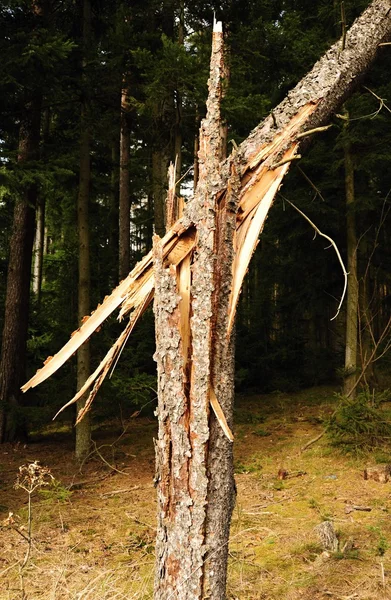 Złamane drzewo — Zdjęcie stockowe