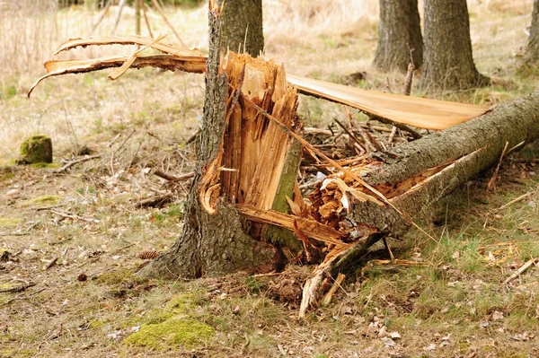 Złamane drzewo — Zdjęcie stockowe