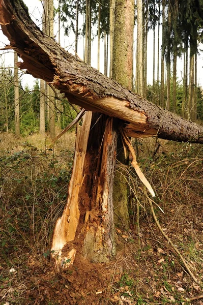 Abgebrochener Baum — Stockfoto