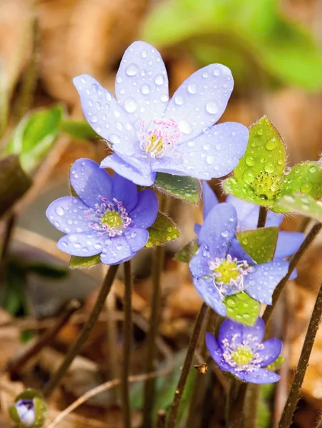 Hepatica Imagem De Stock