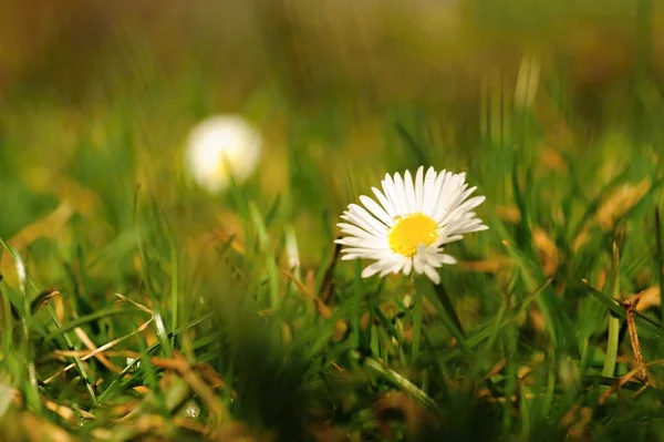 Våren daisy — Stockfoto