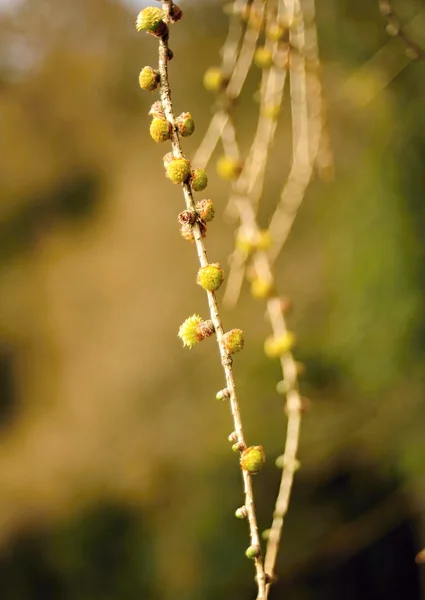 Detalle de alerce — Foto de Stock