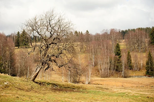 stock image Spring landscape in Sumava