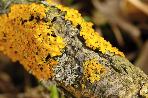 Lichen on tree — Stock Photo, Image