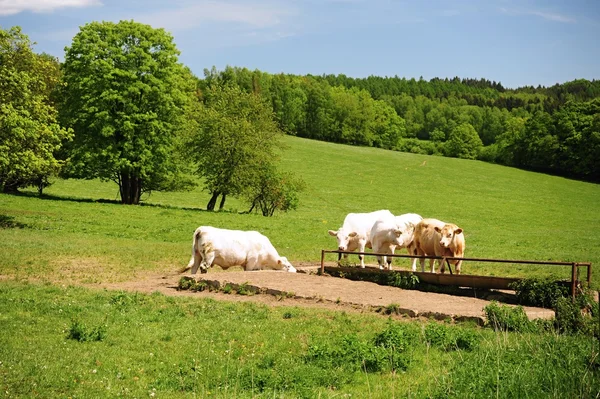 Tehenek a tavaszi zöld réten Jogdíjmentes Stock Fotók