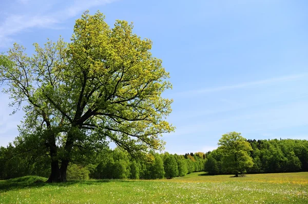 Paisagem verde primavera Imagem De Stock