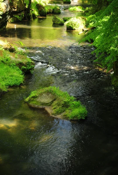 Řeka Kamenice — Stock fotografie