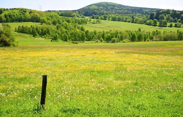 Zöld tavaszi táj Jogdíjmentes Stock Képek