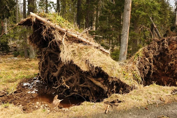 Abgebrochene Bäume — Stockfoto
