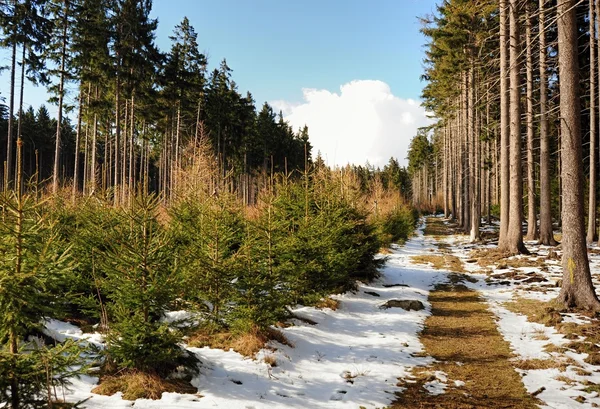 Spring landscape in Sumava — Stock Photo, Image