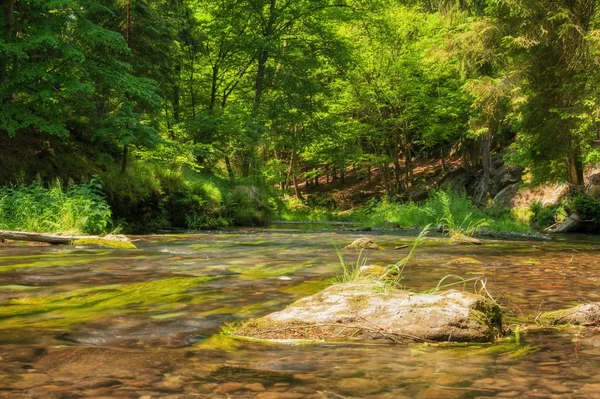 Kamenice rivier — Stockfoto
