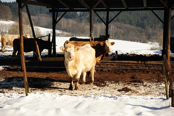 Cows in winter