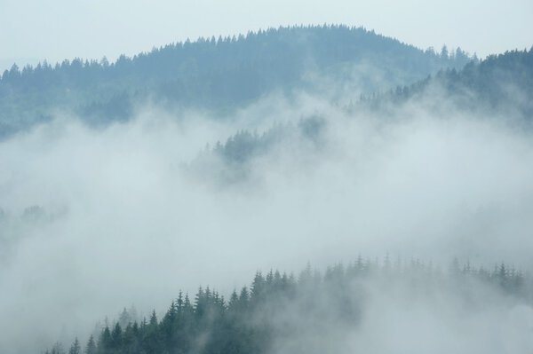 Landscape in the mist