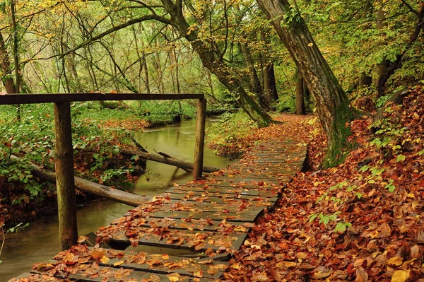 Pasarela en el bosque — Foto de Stock