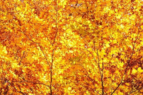 Achtergrond van de herfst bladeren — Stockfoto