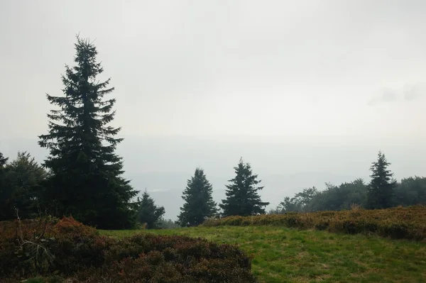 Nebelwald im Wald lizenzfreie Stockfotos