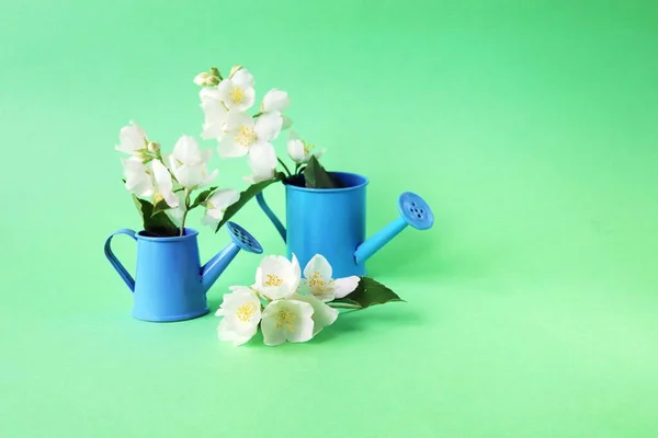 Frische Jasminblüten Vasen Auf Hellem Hintergrund Sommer Saisonpflanzen — Stockfoto
