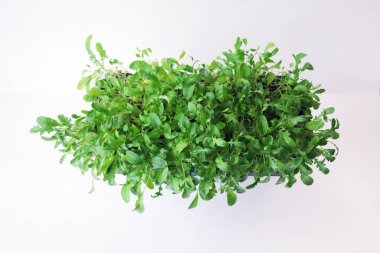 Arugula, arka planda hafif bir kutuda mikro yeşiller, yararlı bitkiler, organik yiyecekler.