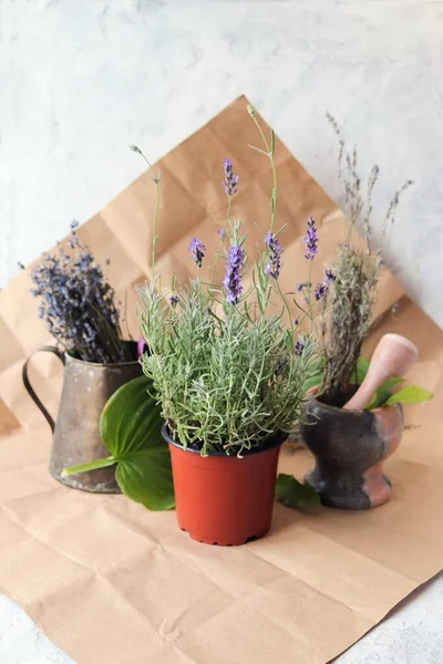 Frisch Blühender Lavendel Topf Und Getrocknete Blumensträuße Auf Dem Tisch — Stockfoto