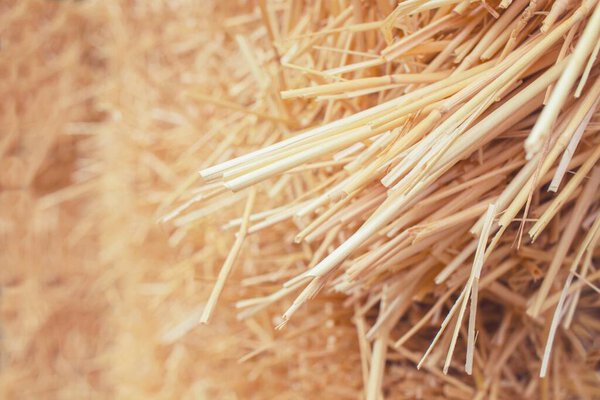 Dry wheat straw texture background, mown wheat, grain crops. Straw bale texture, close-up.