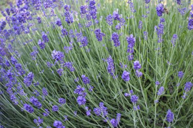 Lavanta çiçekleri lavanta tarlasında çiçek açar. Çiçek açmış güzel bir lavanta tarlası.