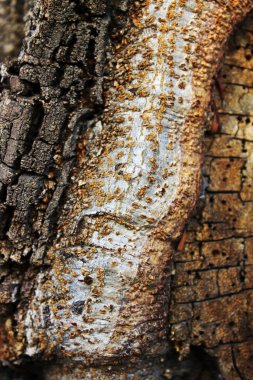 Büyük bir ağacın kabuğunun yapısı. Dengesiz bir ağaç kabuğu ve ağaçlarda yaşayan vahşi hayvanlar için bir oyuk..