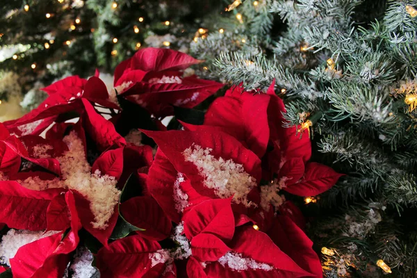  Noel ağacının yanında Poinsettia bitkisi ve Noel ışıkları süsleme şeklinde. Karda Noel ağacı ve sarı ışıklarla.