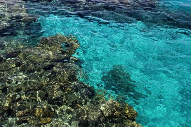 Eilat, İsrail. 11 Ocak 2011. Eilat, İsrail 'deki Coral Beach Doğa Koruma Alanı. Eilat, İsrail 'deki Deniz altı Gözlemevi' nin yanındaki sudaki bir mercan resifinin görüntüsü.