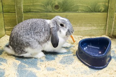 Rabbit eats carrot clipart