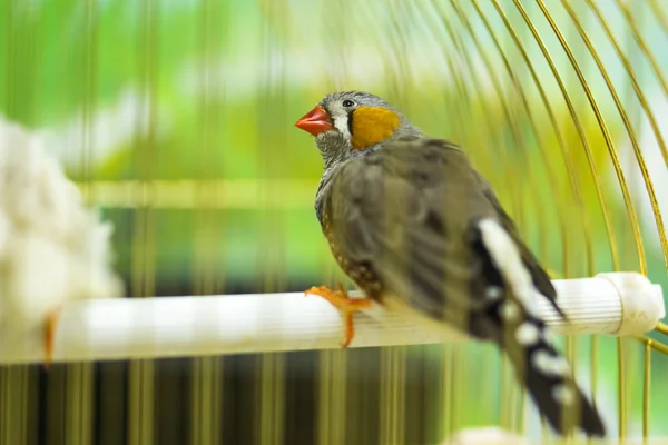 Vivido uccello fringuello — Foto Stock