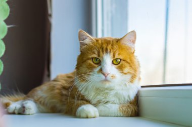 kırmızı ve beyaz kedi