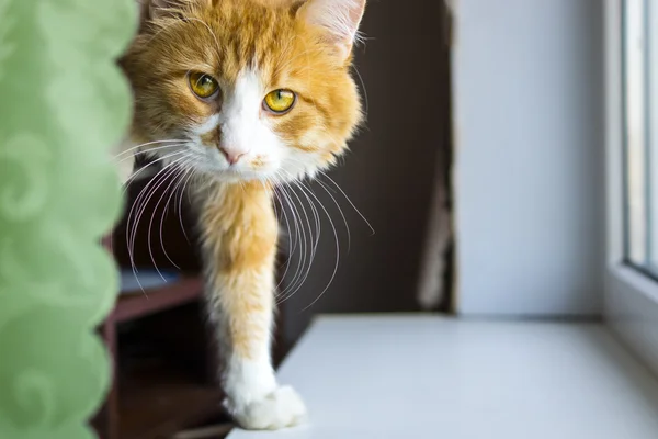 Lindo gato rojo — Foto de Stock