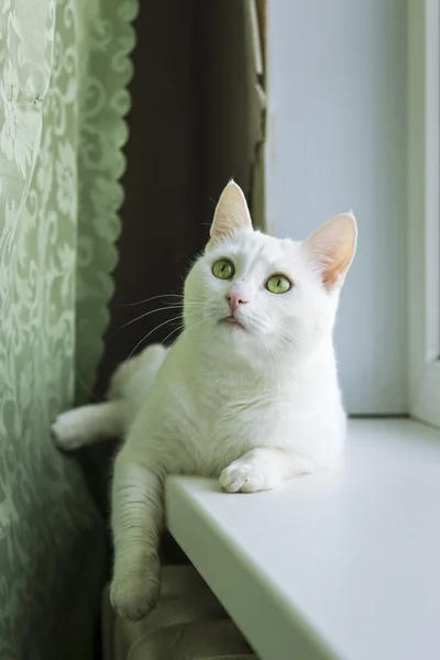窓辺に美しい白猫 — ストック写真