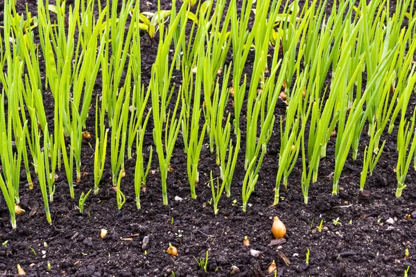 Garden green onion bed — Stock Photo, Image