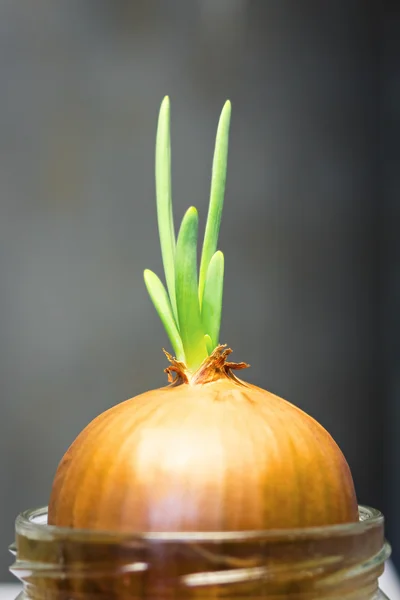 Green onion sprout — Stock Photo, Image