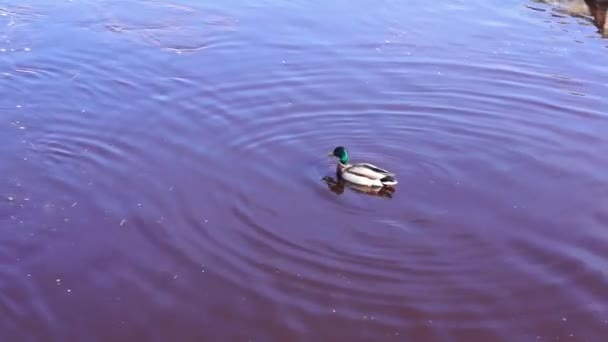 Drake kaczka w Hyattsville — Wideo stockowe