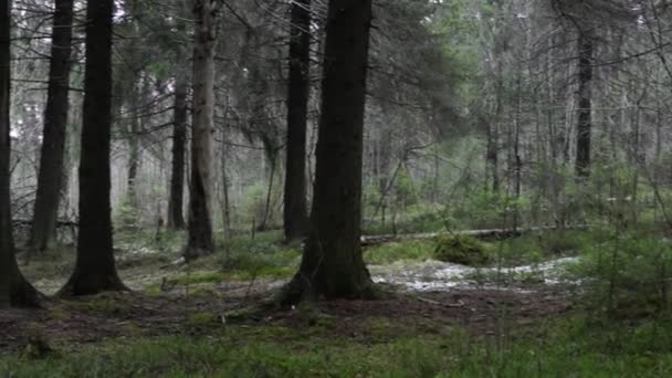 Bosque de primavera — Vídeos de Stock