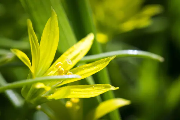 Pequeña flor amarilla macro — Foto de Stock