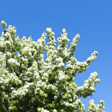 Çiçek açan çiçek ağaç