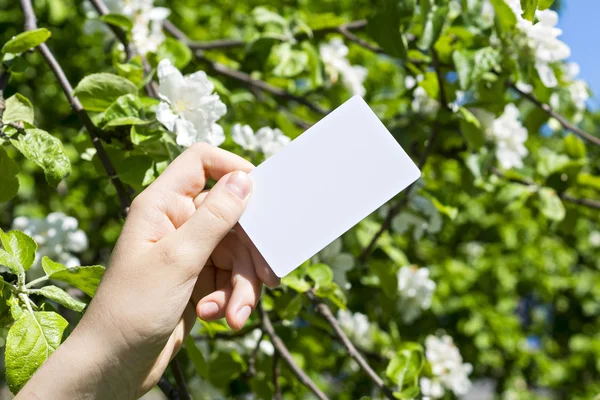 Hand with card and blossom — Stock Photo, Image