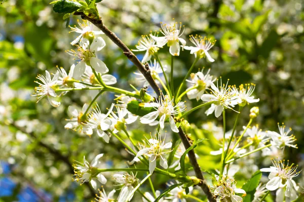 Cherry tree blossoms — Stock Photo, Image