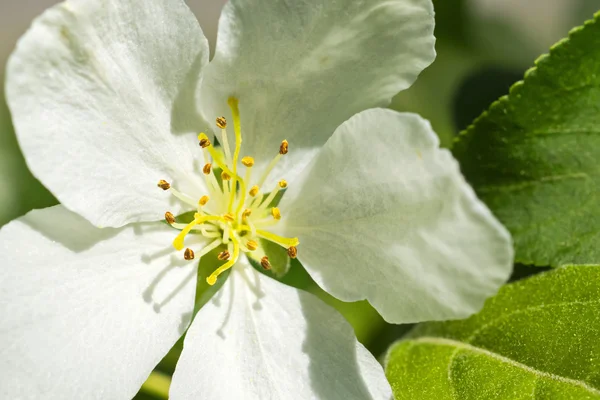 Apple drzewo kwiat kwitnąć makro — Zdjęcie stockowe