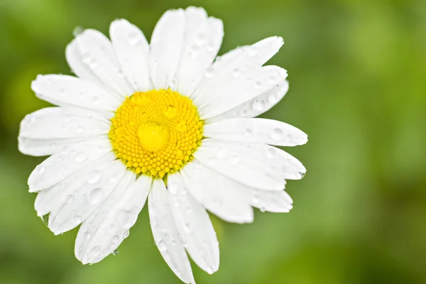 Fiore margherita dopo la pioggia — Foto Stock