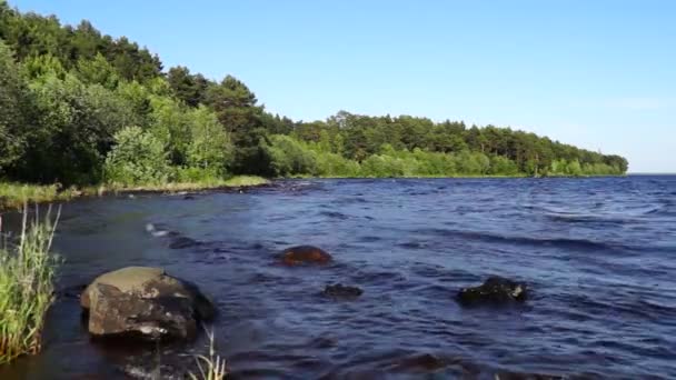 Sjön kusten i blåsig sommar — Stockvideo