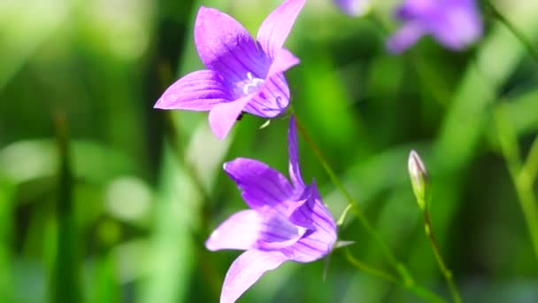 Campana flor cerrar — Vídeos de Stock