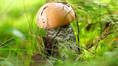 Turuncu-cap çörek Mushroomer keser