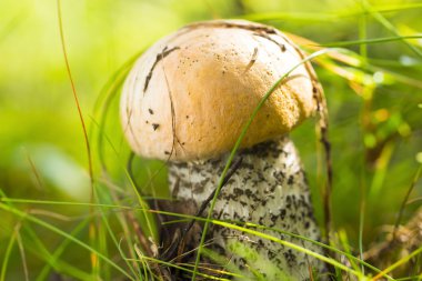 Turuncu-Cap boletus sabah ormanda