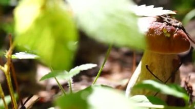 Sabah tavada ormandaki güzel mantar