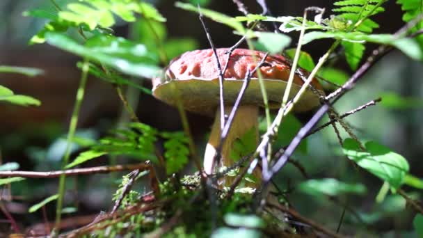 Caça de cogumelos na floresta selvagem — Vídeo de Stock